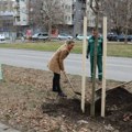 Nastavljena akcija ozelenjavanja Novog Sada Nova stabla u Limanu