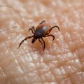 SAVET LEKARA: Ne vadite krpelja sami