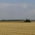 Cenu pšenice u Srbiji određuje tražnja inostranih kupaca, a ne troškovi proizvodnje