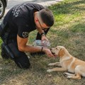 Slika koja vraća veru u ljude: Boris Knežević, radnik Patrola 023 stao da pomogne žednom psu, primer za sve! I njima smo…