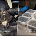 Policija otvorila kofer i ostala u šoku! Ruskinja pokušala da prokrijumčari preko 30 živih životinja, svaka bila zarobljena u…
