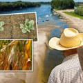 Kukuruz i soja će podbaciti, suncokret bolje prošao: Poznato šta čeka ratare i kako će se kretati cene useva ove jeseni