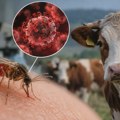 Virus šamonda je upravo prvi put otkriven kod čoveka: Zaraženi pacijent je umro, a lekari nisu ni znali da može da se prenosi…