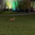Lisice sve češće šetaju Novim Sadom: Evo kako treba da se ponašate ako ih sretnete (video)