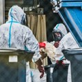 Rizik prenošenja ptičjeg gripa na ljude sve veći: Virus mutirao, pronađen u mleku
