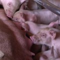 Novi slučajevi ASK registrovani u Dalju, Opština Erdut
