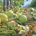 Polovina roda propala: Teška godina za proizvođače jabuka u zapadnoj Srbiji