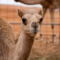 Nova zvezda zoo vrta: Beba dvogrbe kamile rođena posle 35 godina