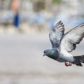 Голубови налазе пут до куће помоћу јетре