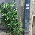 Borba za život: Paradajz koji prkosi suši