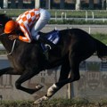 Takmičenje u preponskom jahanju od petka do nedelje u Kovilovu: Ulaz je besplatan, a evo kada će biti poznat šampion "Trofeja…
