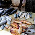 Industrija ribe na Aljasci: Radi se 16 sati, zaradi se do 5.000 dolara