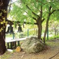 Čudo prirode Dud i glog žive zajedno više od 200 godina u dvorištu manastira oreškovica