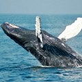 Kako pričati s kitovima: Okeanolozi uz pomoć AI otkrivaju obrasce njihovog jezika