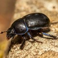 Naučnici stavili "mini rančeve" na insekte: Došli do neočekivanog otkrića: Radio tragači snimili svaki korak retke bube