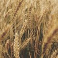 Istraživanje: Rusija izvozi ukrajinsko žito kao svoje