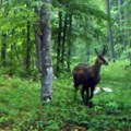 Divlje lepotice: S Tare preseljeno 12 divokoza na Kopaonik i Stol, vraća se život na srpske planine