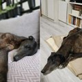 Život ipak piše bajke i to u Zrenjaninu! Neverovatna priča o iznemoglom hrtu, Marina iz Novog Sada došla da udomi psa i…
