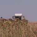 Poljoprivrednici nezadovoljni cenom suncokreta: "Uzima nam se zarada", konačna cena za mesec dana