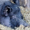 U podrinjskom regionu poskupele tovne svinje, u srednjebanatskom pala cena junadi Evo u kojim krajevima se isplati prodaja…