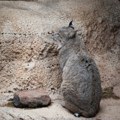 Zoološki vrt u Danskoj pozvao da im se doniraju neželjeni kućni ljubimci: Biće hrana drugim životinjama