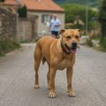 Puškom za uspavljivanje pucao na psa, promašio, pa ranio čoveka