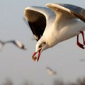 Студија: Ако вам сметају галебови, вичите на њих
