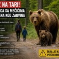 Medvedica sa mladuncima primećena kod Zaovina: Posetiocima Tare upućen apel na oprez