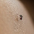 Alarm iz Rusije: Identifikovano 30+ novih virusa koje prenose krpelji i komarci
