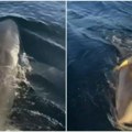 Najveća bela ajkula na svetu ponovo na radaru nakon meseci tišine: Duža je od četiri metra i teška 770 kilograma