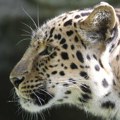 Leopardi u Kambodži ugrožena vrsta: Za deset godina evidentirano samo 35 primeraka ovih životinja