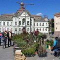 Na Zrenjaninskom trgu izložba cveća, sadnica i zelenila