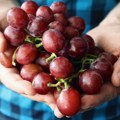 Kako se nekada bralo grožđe u Srbiji?