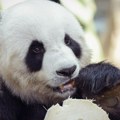 Džinovske pande se vraćaju iz Španije u Kinu: Za to postoji poseban razlog