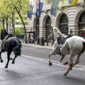Odbegli konji u Londonu: „Prerano" za priču o povratku životinja u službu, kažu iz vojske