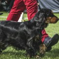 Pet znakova koji pokazuju da kućni ljubimac ima neki problem