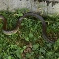 Zmija ujela muškarca u centru Kragujevca