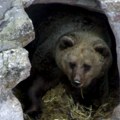 Engleska: Medvedići pobegli iz svog prostora u Zoo vrtu, pa ođurili da se najedu meda