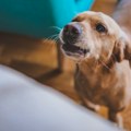 Spavate sa psom u krevetu? U opasnosti ste svaki put kada ljubimac ušeta u postelju