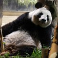 Japan ostaje bez pandi zbog sukoba sa Kinom