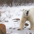 DNK polarnih medveda se promenio: Naučnici došli do šokantnog otkrića