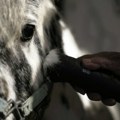 Konji su ljubimci, a ne hrana: Italija bi uskoro mogla da zabrani upotrebu mesa ove životinje