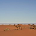 Visoke temperature pogađaju i afričke kamile