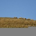Severna Makedonija: Grom ubio 95 ovaca na planini kod Velesa