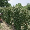 Cena 350 dinara po kilogramu, dnevnica radnicima 5.000 dinara! Počela berba crvenog zlata u malinjacima, Goran na tri hektara…