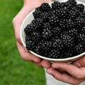 Kupina preuzela titulu najskupljeg voća u junu, cena stigla i do 1.600 dinara za kilogram