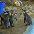 Kako se pingvini i drugi stanovnici Beo zoo-vrta bore sa letnjim promenama vremena