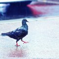 Još sutra u Novom Sadu sunčano i veoma toplo, a onda osetno svežije i kiša