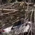 (Video) Drvo se iz čista mira obrušilo na vozila: Drama u Beogradu: Ogromno stablo palo na parking