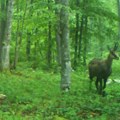 One su divlje lepotice koje žive na strmim liticama Sa Tare preseljeno 12 divokoza na Kopaonik i Stol